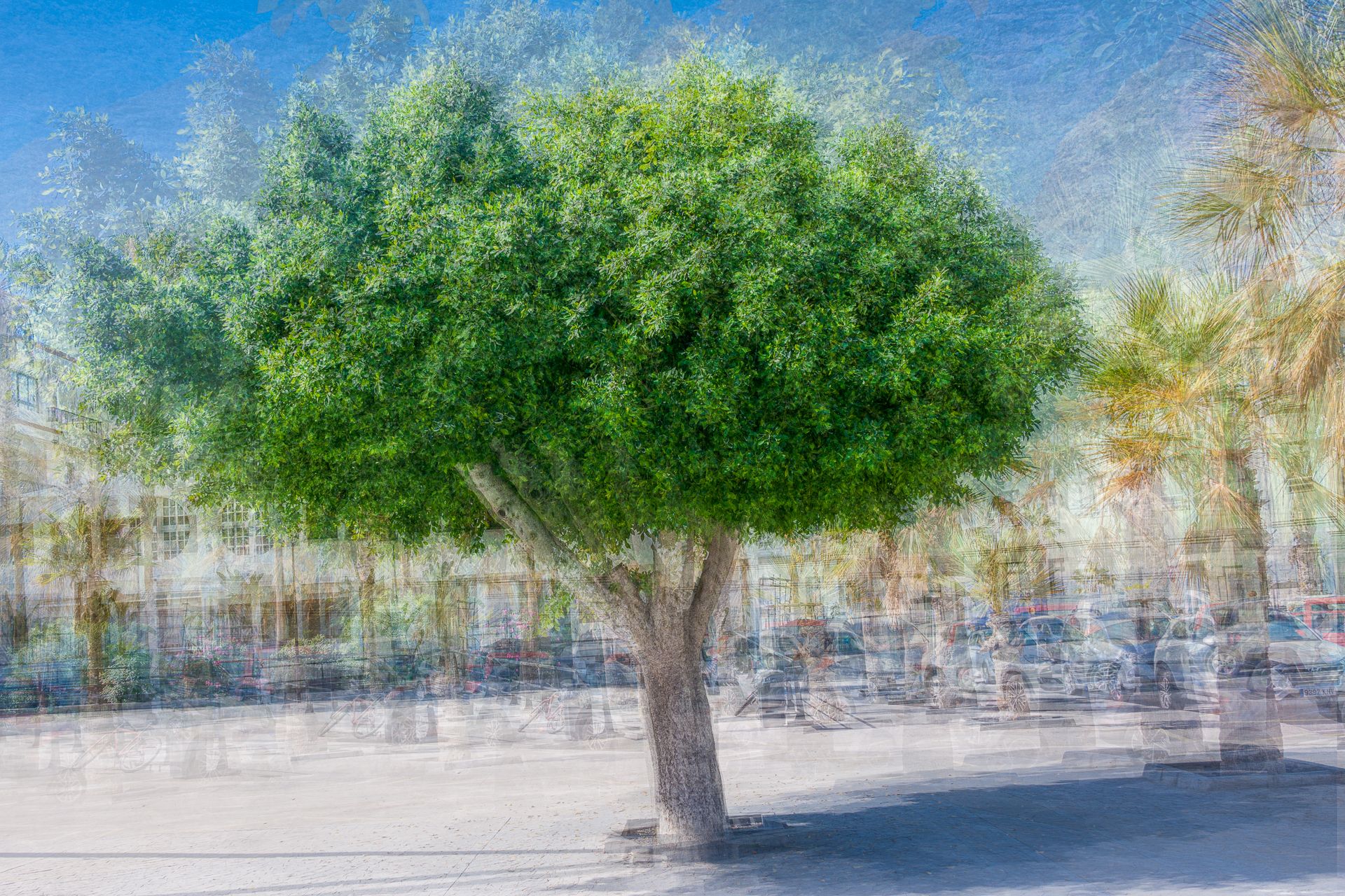 Baum 